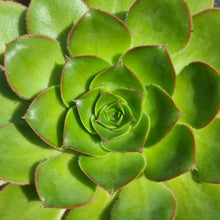 Load image into Gallery viewer, Aeonium hierrense