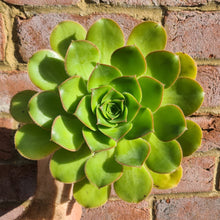 Load image into Gallery viewer, Aeonium hierrense