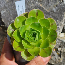 Load image into Gallery viewer, Aeonium hierrense x dyplocycla