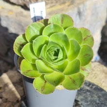 Load image into Gallery viewer, Aeonium hierrense x dyplocycla