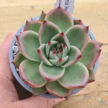 Load image into Gallery viewer, Echeveria 'Harlem'