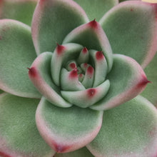 Load image into Gallery viewer, Echeveria 'Harlem'