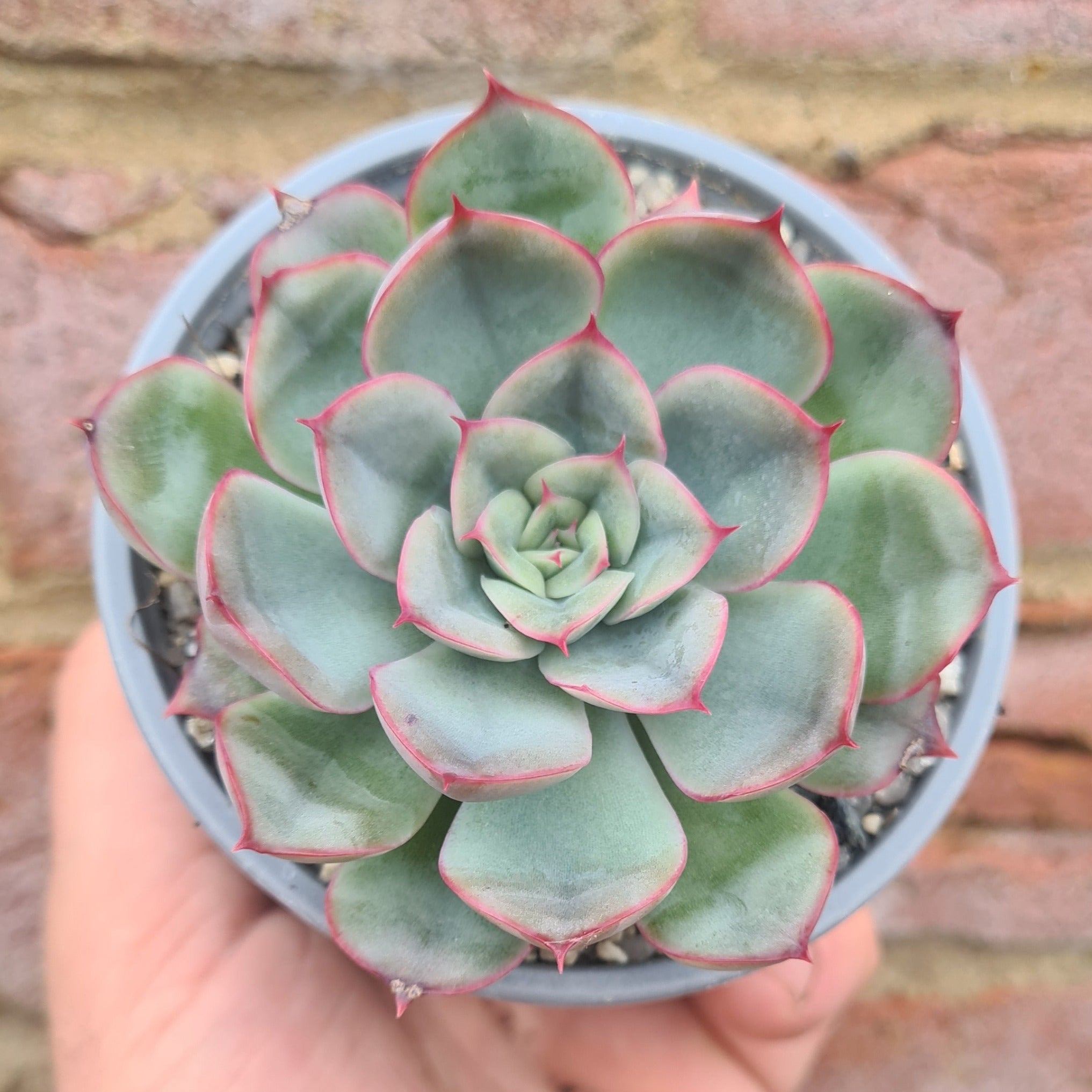 hercules succulent Echeveria 'Hercules'