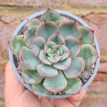 Load image into Gallery viewer, Echeveria 'Hercules'