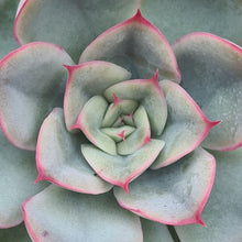 Load image into Gallery viewer, Echeveria 'Hercules'