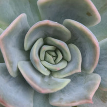 Load image into Gallery viewer, Echeveria 'Patience'