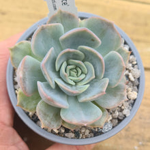 Load image into Gallery viewer, Echeveria 'Patience'