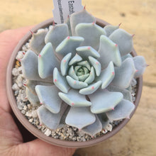 Load image into Gallery viewer, Echeveria eastoft 'Jubilee'