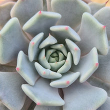Load image into Gallery viewer, Echeveria eastoft 'Jubilee'