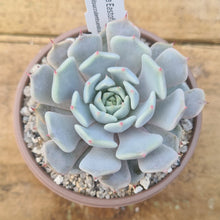 Load image into Gallery viewer, Echeveria eastoft 'Jubilee'