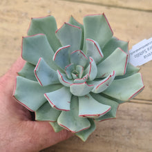 Load image into Gallery viewer, Echeveria strictiflora saltillo