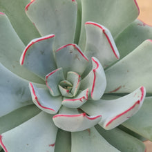 Load image into Gallery viewer, Echeveria strictiflora saltillo