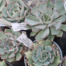 Load image into Gallery viewer, Echeveria strictiflora saltillo