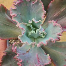 Load image into Gallery viewer, Echeveria monstrosa frills