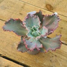 Load image into Gallery viewer, Echeveria monstrosa frills