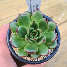 Load image into Gallery viewer, Echeveria eastoft 'Moonglow'