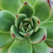 Load image into Gallery viewer, Echeveria eastoft 'Moonglow'