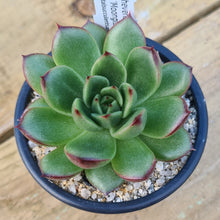 Load image into Gallery viewer, Echeveria eastoft 'Moonglow'