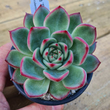 Load image into Gallery viewer, Echeveria 'Floridity'