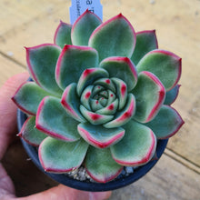 Load image into Gallery viewer, Echeveria 'Floridity'