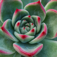 Load image into Gallery viewer, Echeveria 'Floridity'