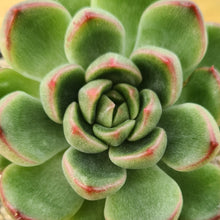 Load image into Gallery viewer, Echeveria 'Green Beauty'