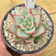 Load image into Gallery viewer, Echeveria eastoft 'Clarbony'
