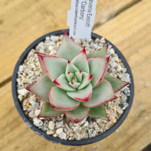 Load image into Gallery viewer, Echeveria eastoft 'Clarbony'