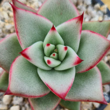 Load image into Gallery viewer, Echeveria eastoft 'Clarbony'