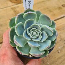 Load image into Gallery viewer, Echeveria 'Delilah'
