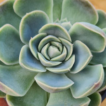 Load image into Gallery viewer, Echeveria 'Delilah'