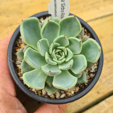 Load image into Gallery viewer, Echeveria 'Girbra Rose'