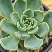 Load image into Gallery viewer, Echeveria 'Girbra Rose'