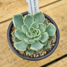 Load image into Gallery viewer, Echeveria 'Girbra Rose'