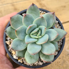 Load image into Gallery viewer, Echeveria 'McTory'/'Karoki'