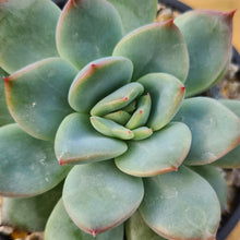 Load image into Gallery viewer, Echeveria 'McTory'/'Karoki'
