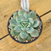 Load image into Gallery viewer, Echeveria 'McTory'/'Karoki'