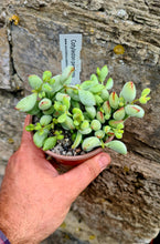 Load image into Gallery viewer, Cotyledon pendens