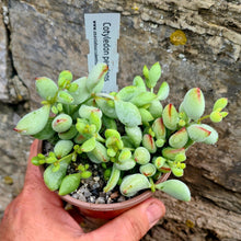 Load image into Gallery viewer, Cotyledon pendens