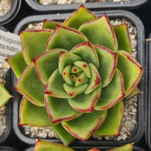 Load image into Gallery viewer, Echeveria agavoides 'Presa Madero'