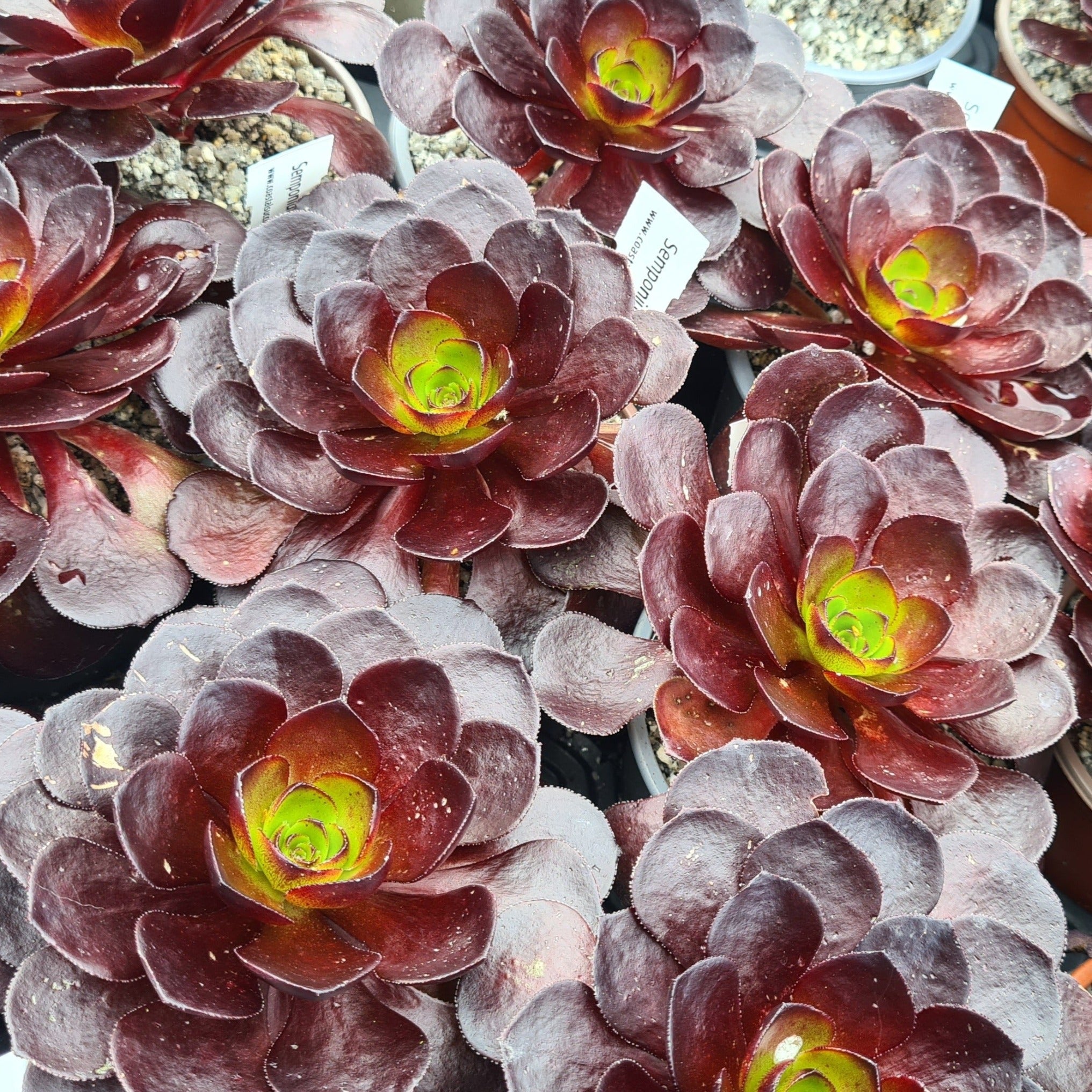 destiny succulent Semponium 'Destiny'