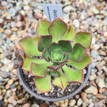 Load image into Gallery viewer, Aeonium volkerii