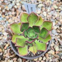 Load image into Gallery viewer, Aeonium volkerii