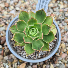 Load image into Gallery viewer, Aeonium leucoblepharum (Somalian Form)
