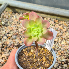 Load image into Gallery viewer, Aeonium x bravoanum