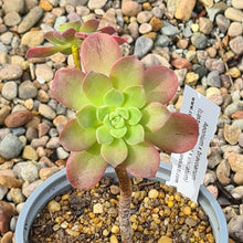 Load image into Gallery viewer, Aeonium x bravoanum