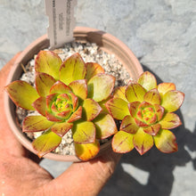 Load image into Gallery viewer, Aeonium calderense x sedifolium