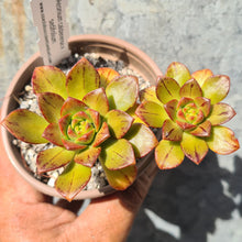 Load image into Gallery viewer, Aeonium calderense x sedifolium