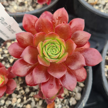 Load image into Gallery viewer, Aeonium 'Plum Thumb'