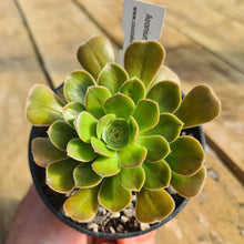 Load image into Gallery viewer, Aeonium korneliuslemsii